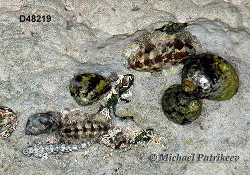 West Indian Fuzzy Chiton (Acanthopleura granulata)
